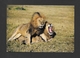 ANIMAUX - ANIMALS - HUMOUR - LIONS - AFRICAN WILDLIFE - BY SAPRA STUDIO - Leeuwen