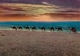 Jordan Dead Sea View Camel Caravane 1969 - Jordanien