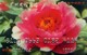 China Gift Cards,1000 RMB, Flower , Guangzhou Friendship Store ,(1pcs) - Gift Cards