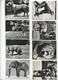 TERVUREN :  ZOOLOGIE : Carnet Met 10 Foto's9.5 X 7.5 Cm  (  Zie Scans ) - Tervuren