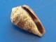 Conus Cacao Sénégal 13,9mm   N2 - Coquillages