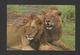 ANIMAUX - ANIMALS - HUMOUR - LIONS - LIONS RELAXING AFTER A HEAVY MEAL - PHOTO BY CHANDU & RAVI - Lions
