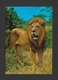 ANIMAUX - ANIMALS - HUMOUR - LIONS - EAST AFRICAN WILD LIFE - BY SAPRA STUDIO - Lions