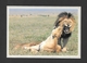 ANIMAUX - ANIMALS - HUMOUR - LIONS -  AFRICA WILD LIFE - PHOTO ANUP AND MANOJ SHAH - Lions
