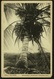 Holl. Guyana  -  Kokospalm  -  Plantage Morgenstond  -  Ansichtskarte Ca.1910    (9918) - Surinam