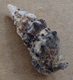 Cerithium Algicola Martinique 26,5mm   N6 - Coquillages