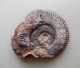 - Ammonite Fossilisée. 255g - - Fossils