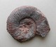 - Ammonite Fossilisée. 207g - - Fossili
