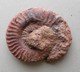 - Ammonite Fossilisée. 93g - - Fossilien