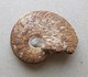 - Ammonite Fossilisée. 9g - - Fossilien