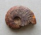 - Ammonite Fossilisée. 4g - - Fossilien