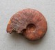 - Ammonite Fossilisée. 4g - - Fossils