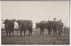 CARTE PHOTO : DES PAYSANS GUIDANT DEUX PAIRES DE BOEUFS POUR LE LABOUR - CHARRUE - CARTE ECRITE - 2 SCANS - - Cultures