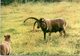 Animals - Sheep, Loghtan Ram And Lamb - Autres & Non Classés