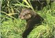 Animals - European (British) Otter Cub - Other & Unclassified