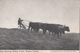 Vintage 1905-1910 - Oxen Ox Breaking Rolling Prairie Canada - Animal Agriculture - Written - 2 Scans - Unclassified