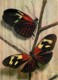 Animaux - Papillons - Papillons Exotiques - 19 - Heliconius Huebneri - Guyane - Flamme Postale De Kourou En Guyane - Voi - Schmetterlinge