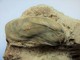 Fossile Bi Valve Moule Mollusque Coquillage - Fossilien