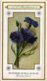 Delcampe - 60 Chromo Lithos Zie Fotos, 4711 , Gedrukt  Cirka 1916 Verzameling, NEderland - Parfum Boldoot - 6,2 Cm X 11 Cm - Vintage (until 1960)