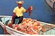 Bahamas - NASSAU - Conch Fisherman With His Catch - Pêcheur - Poisson - Coquillages - Timbre - Bahama's