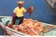 Bahamas - NASSAU - Conch Fisherman With His Catch - Pêcheur - Poisson - Coquillages - Timbre - Bahamas
