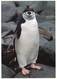 Lote PEP1263, Chile, Postal, Postcard, Pinguino Antartico, Penguin, Wildlife, Antartic - Chile