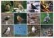 Lote PEP1266, Chile, Postal, Postcard, Aves De Chile, Patagonia, Bird - Chile