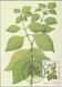 S. Tomé E Principe 1983 Sc. 721 Medicinal Plants Maximum Card Achyranthes Aspera Piante Medicinali Maxi - Sao Tomé E Principe