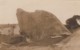 Albany Western Australia, The Dog Rock, C1910s Vintage Real Photo Postcard - Albany