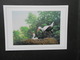 A . BUZIN  CARTE  DU LUXEMBOURG - 1985-.. Oiseaux (Buzin)