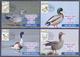 PAKISTAN - MAXIMUM CARD 1992, Birds Protect Wildlife "DUCKS", Complete Set Of 4 Cards - Patos