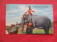 Elephant At The Circus   Sarasota Florida      Ref 3208 - Elefanten