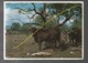 Carte Postale Taureaux Espagne Ganaderia,maxi Carte..C01 - Taureaux