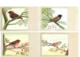 OISEAUX DESSINES MAGNIFIQUE LOT DE 34 CPA TOUTES SCANNEES A SAISIR - 5 - 99 Cartes