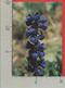 CARTOLINA NV ITALIA - FIORI - DELFINO - Delphinium Elatum - 10 X 15 - Fleurs