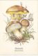 77133- MUSHROOMS, PLANTS - Champignons