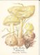 77134- MUSHROOMS, PLANTS - Mushrooms