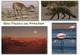 Lote PEP1308, Chile, Postal, Postcard, San Pedro De Atacama, Fauna, Bird, Desert, Sunset - Chile