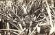 Singapour - Pine Apple Field (1927 To  Belgium) - Singapore