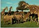 Animals - Elephants And Giraffes At Woburn Wild Animal Kingdom - Autres & Non Classés