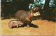 Animals - Hippo And Baby At Whipsnade Park Zoo - Ippopotami