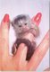 Animals - Baby Silvery Marmoset, Kilverstone Wildlife Park - Singes