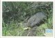 Animals - Orkney Vole - Other & Unclassified