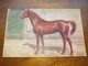 Postcard, Postal " Cavalo, Horse " - Chevaux