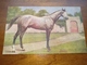 Postcard, Postal " Cavalo, Horse " - Chevaux