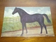 Postcard, Postal " Cavalo, Horse " - Chevaux