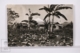 Original Photographic Postcard - Postal Mexico - Tabacales - Tobacco - Outskirts Of Fortin - Veracruz - México