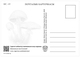 H01 Kyrgyzstan 2019 Mi# 121-124 Poisonous Mushrooms Pilze Postcards - Kirgisistan