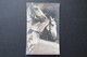 Real Carte Photo Picture Card Horse Cheval Paard - Paarden