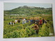 Berry. Vendanges En Sancerrois (Cher, Region De Vignoble Repute). REC 12.155 - Vignes